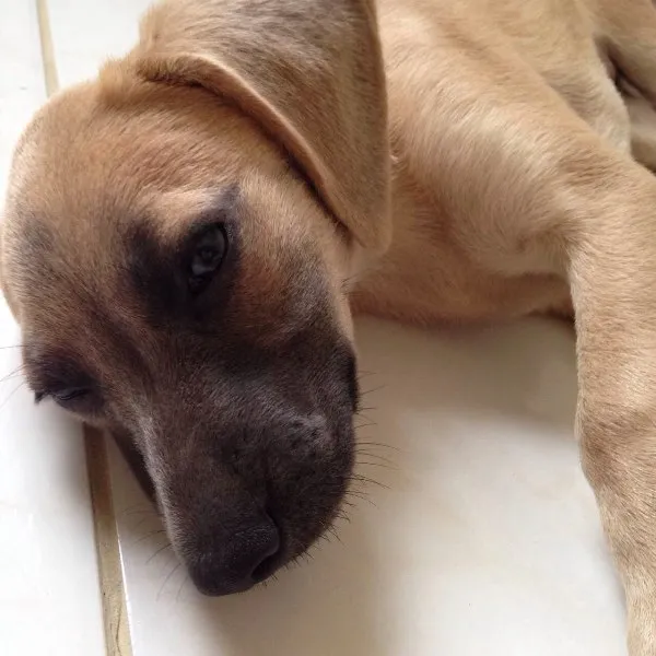 Cachorro ra a SRD idade 2 a 6 meses nome Amendoim