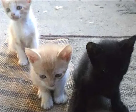 Gato raça SRD idade Abaixo de 2 meses nome Pérola, Anninha e N