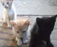 Pérola, Anninha e N