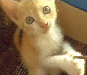 Gato raça SRD idade Abaixo de 2 meses nome Pérola, Anninha e N