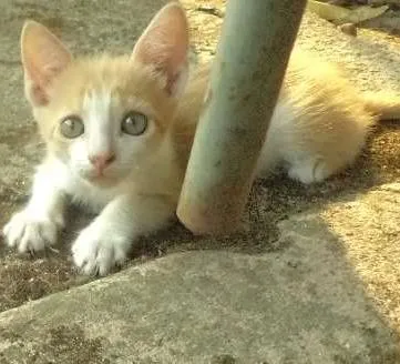 Gato raça SRD idade Abaixo de 2 meses nome Pérola, Anninha e N