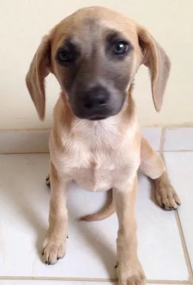 Cachorro ra a SRD idade 2 a 6 meses nome Amendoim