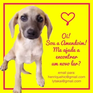 Cachorro raça SRD idade 2 a 6 meses nome Amendoim
