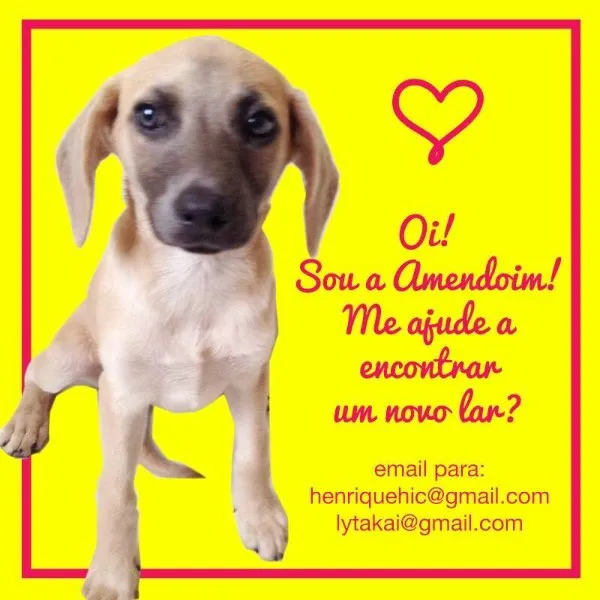 Cachorro ra a SRD idade 2 a 6 meses nome Amendoim