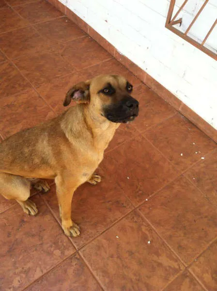 Cachorro ra a SRD idade 2 anos nome Brigite