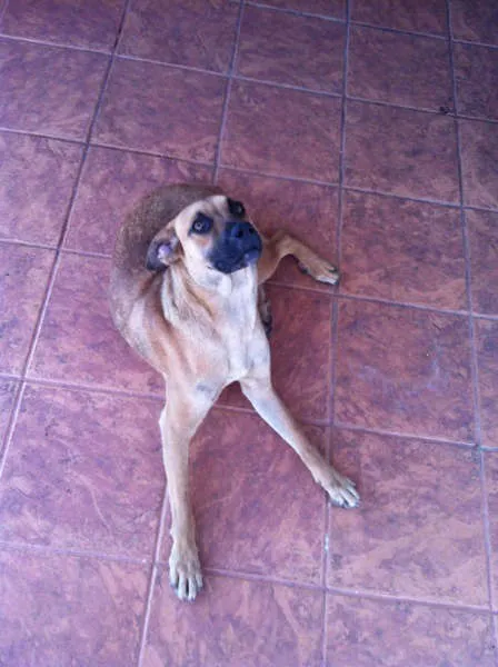 Cachorro ra a SRD idade 2 anos nome Brigite