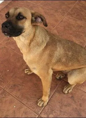 Cachorro ra a SRD idade 2 anos nome Brigite