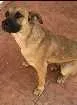 Cachorro raça SRD idade 2 anos nome Brigite
