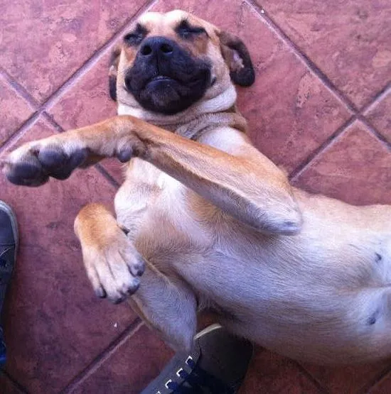 Cachorro ra a SRD idade 2 anos nome Brigite