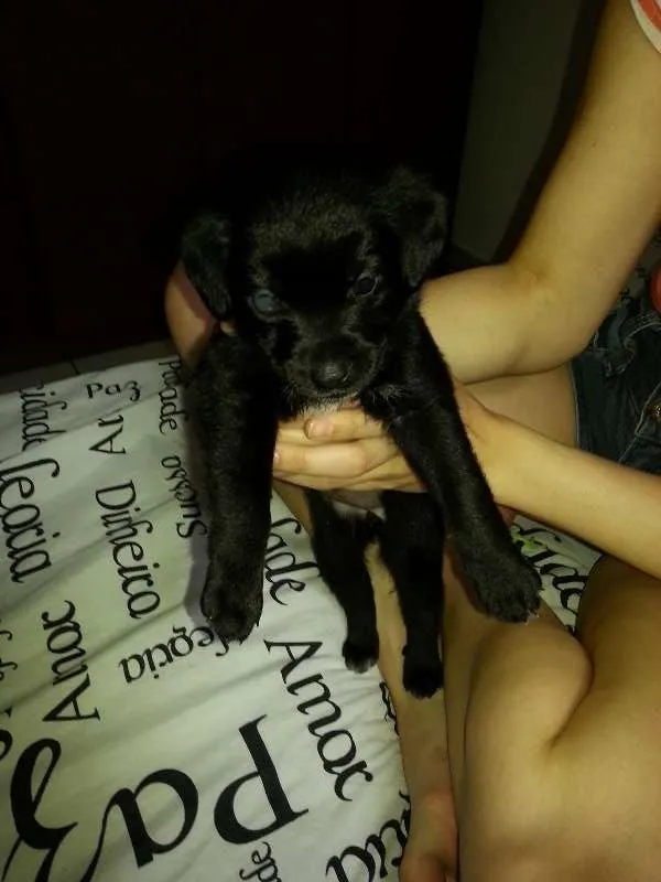 Cachorro ra a Labrador idade Abaixo de 2 meses nome Laica