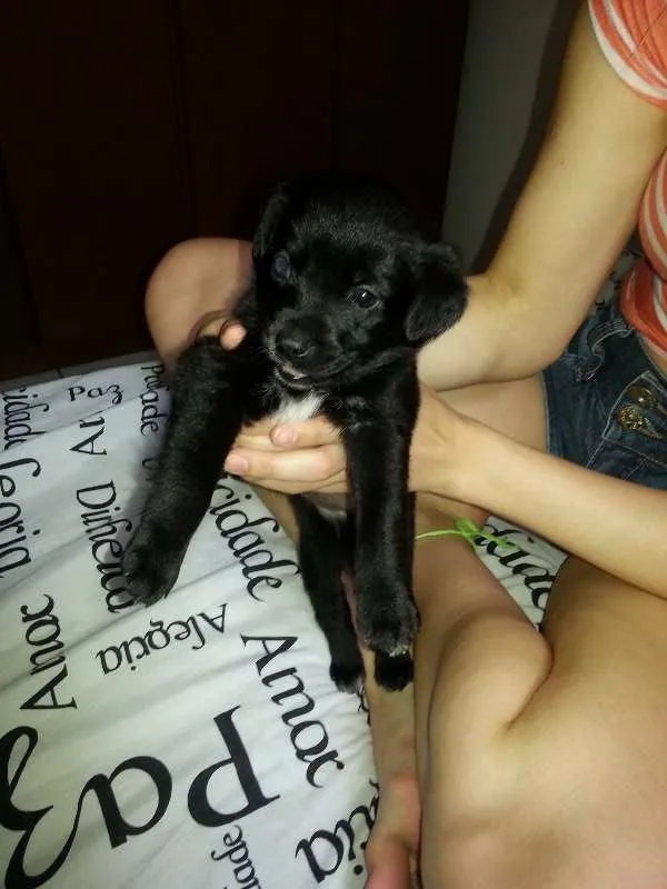 Cachorro ra a Labrador idade Abaixo de 2 meses nome Laica