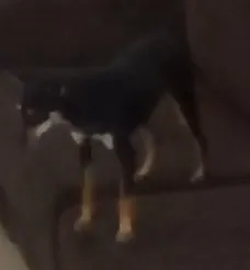 Cachorro ra a Pinscher idade 7 a 11 meses nome mel GRATIFICA