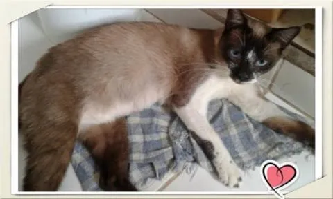 Gato ra a Siralata idade 7 a 11 meses nome Valentina