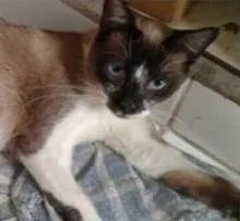 Gato raça Siralata idade 7 a 11 meses nome Valentina