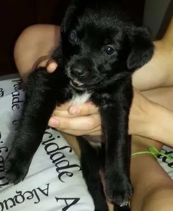 Cachorro ra a Labrador idade Abaixo de 2 meses nome Laica
