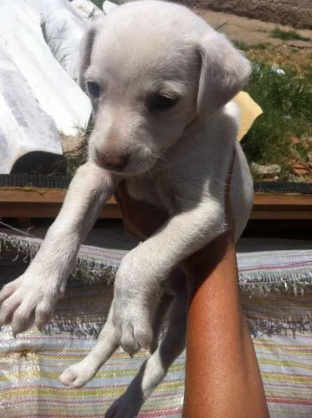 Cachorro ra a SRD idade Abaixo de 2 meses nome Sem Nomes