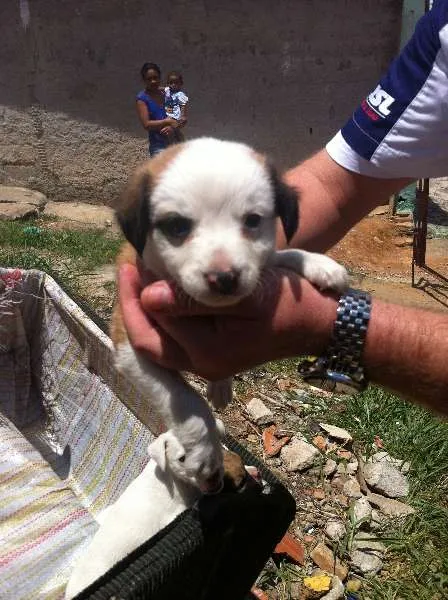 Cachorro ra a SRD idade Abaixo de 2 meses nome Sem Nomes