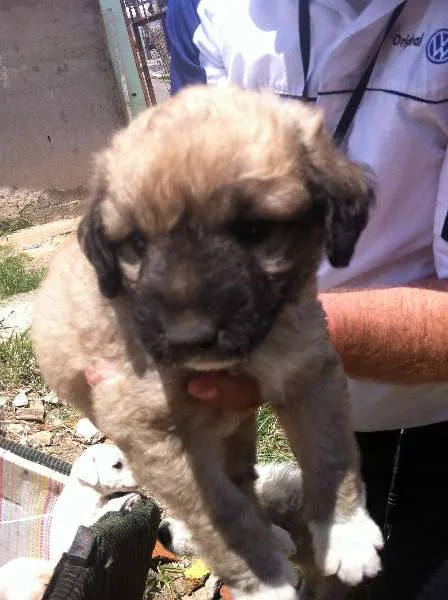 Cachorro ra a SRD idade Abaixo de 2 meses nome Sem Nomes