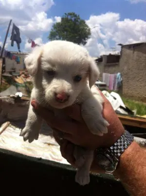 Cachorro raça SRD idade Abaixo de 2 meses nome Sem Nomes