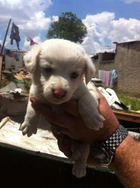 Cachorro ra a SRD idade Abaixo de 2 meses nome Sem Nomes