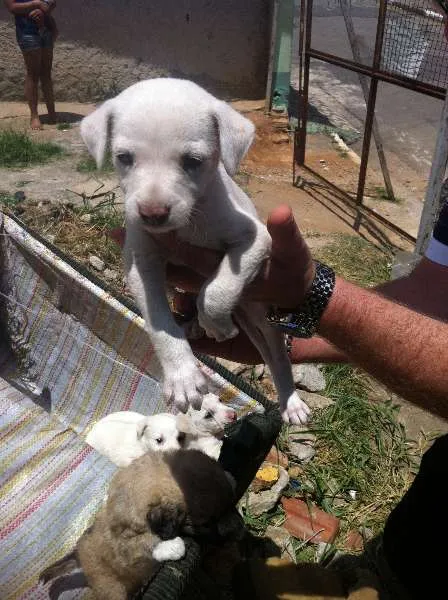 Cachorro ra a SRD idade Abaixo de 2 meses nome Sem Nomes