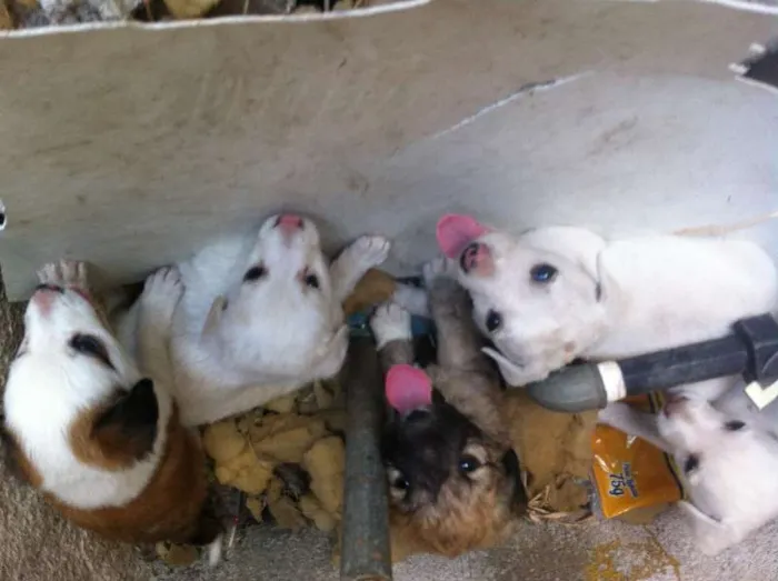 Cachorro ra a SRD idade Abaixo de 2 meses nome Sem Nomes