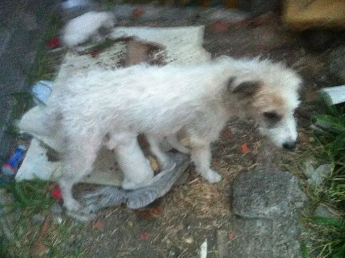 Cachorro ra a SRD idade Abaixo de 2 meses nome Sem Nomes