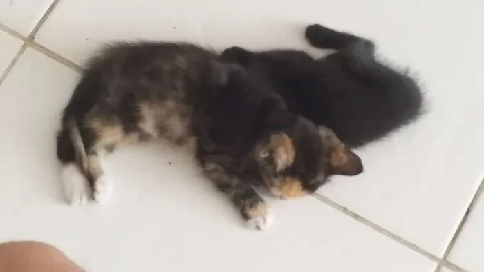 Gato ra a  idade 2 a 6 meses nome joao e maria