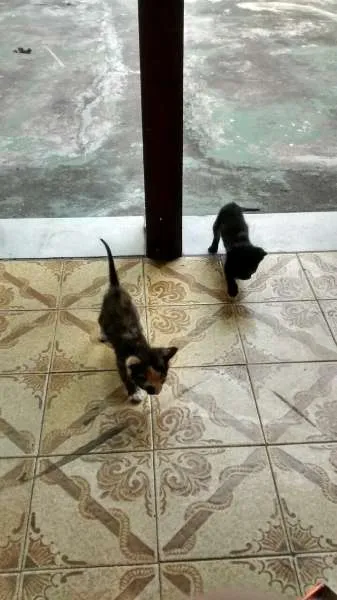 Gato ra a  idade 2 a 6 meses nome joao e maria
