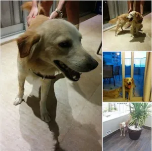Cachorro raça SRD idade 1 ano nome ADOTE