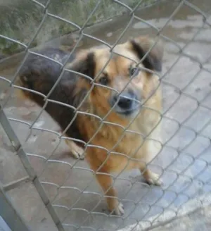 Cachorro raça SRD idade 3 anos nome honey