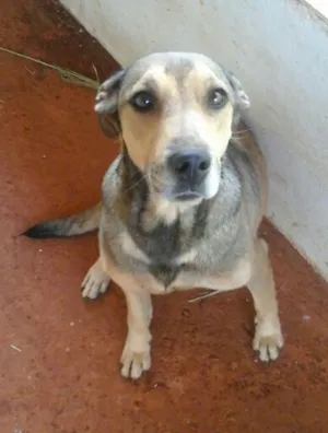 Cachorro raça SRD idade 5 anos nome gigi