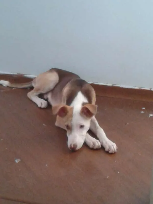 Cachorro ra a CRD idade 7 a 11 meses nome estoro