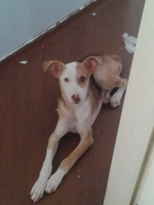 Cachorro ra a CRD idade 7 a 11 meses nome estoro