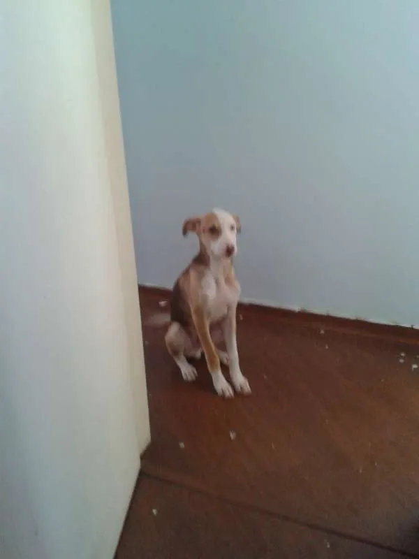 Cachorro ra a CRD idade 7 a 11 meses nome estoro