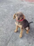 Tico