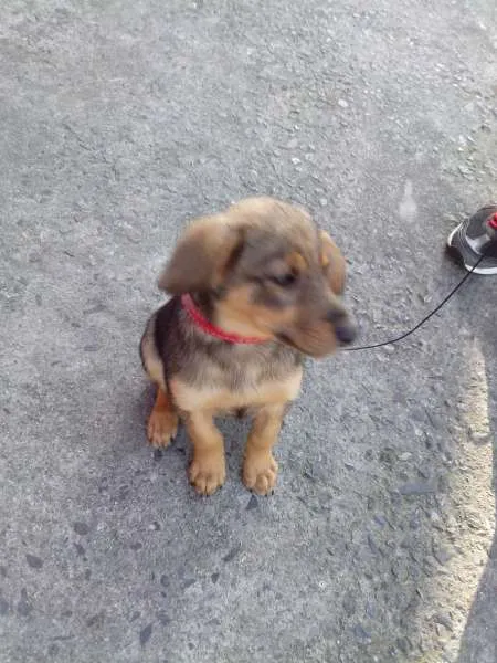 Cachorro ra a SRD idade 2 a 6 meses nome Tico