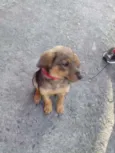 Tico