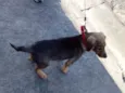Tico