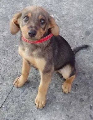 Cachorro raça SRD idade 2 a 6 meses nome Tico