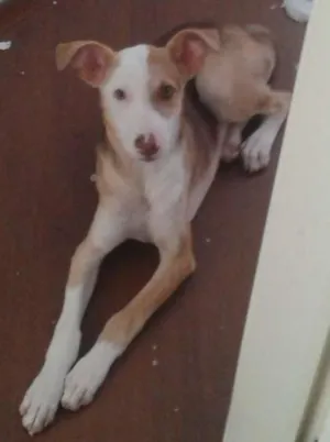 Cachorro raça CRD idade 7 a 11 meses nome estoro