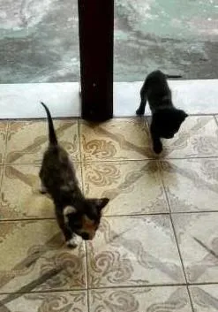 Gato ra a  idade 2 a 6 meses nome joao e maria