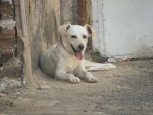 Cachorro raça Labrador idade 2 a 6 meses nome Lobo, Boby, Floco, 