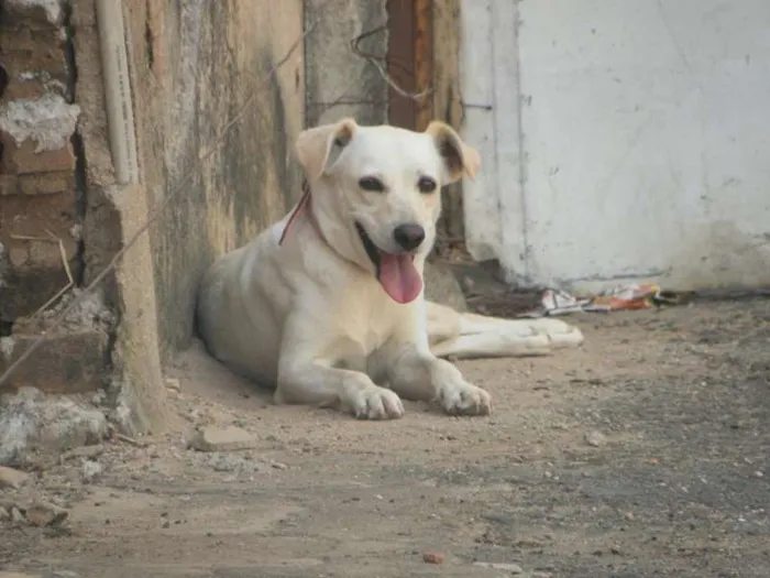 Cachorro ra a Labrador idade 2 a 6 meses nome Lobo, Boby, Floco, 