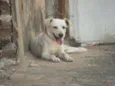 Lobo, Boby, Floco,