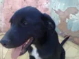 Lobo, Boby, Floco,