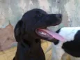 Lobo, Boby, Floco,