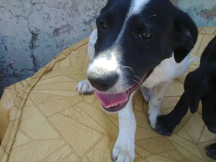 Cachorro ra a Labrador idade 2 a 6 meses nome Lobo, Boby, Floco, 