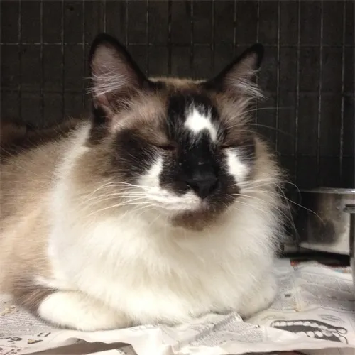 Gato ra a SRD idade 6 ou mais anos nome Gaspar