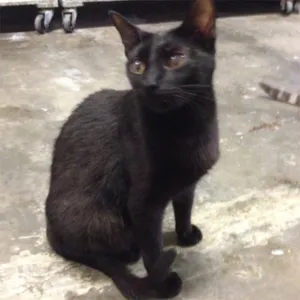 Gato raça SRD idade 2 anos nome Chanel